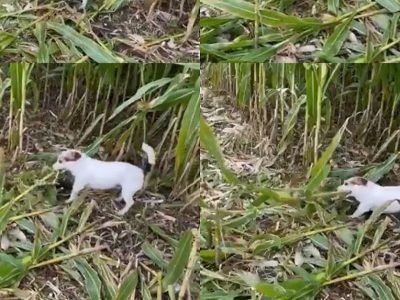 Video Viral | शेतात राबतात हे कुत्रे आपल्या धन्यासाठी, अगदी शेताच्या कापणीतही खूप मेहनत करतात, पहा व्हिडीओ
