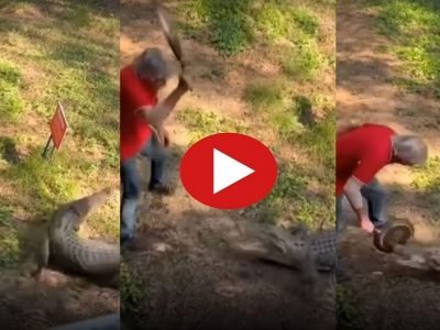 Video Viral | मगरीने अचानक वयोवृद्धावर हल्ला केला, हातात होता फ्राईंग पॅन, थेट मगरीला शिकवला असा धडा, व्हिडीओ व्हायरल