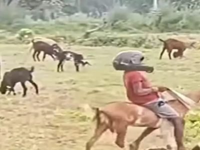 Video Viral | गरिब लेकरांना कुठे मिळतंय श्रीमंतांसारखं एस्सेल वर्ल्डचं सुख, मग काय शेळीवर सुरक्षेसह स्वारीचा आनंद लुटायचा