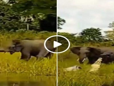 Viral Video | आई शेवटी आईच असते, आपल्या पिल्लाला वाचवण्यासाठी हत्तीणीने मगरींवर हल्ला चढवला, व्हिडिओ पहा