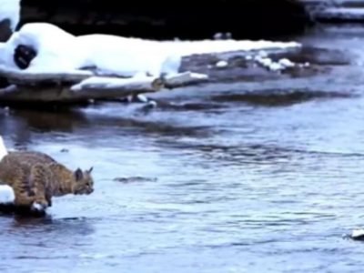 Video Viral | ‘फ्लाईंग कॅट’ मांजरीचा बर्फाळ भागातील व्हिडीओ झाला व्हायरल, यूजर्स म्हणाले ‘ती उडी मारण्याच्या नादात उडू लागली’